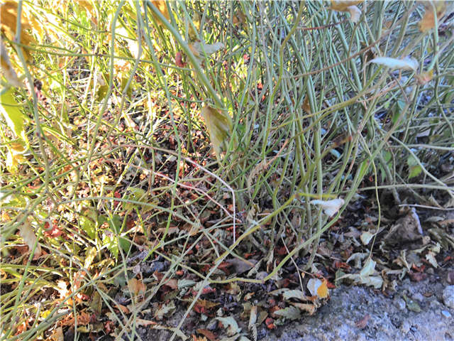 棣棠種植基地實拍