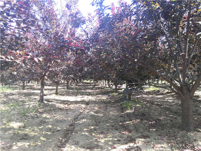 沭陽長景園林太陽李種植基地實拍圖片