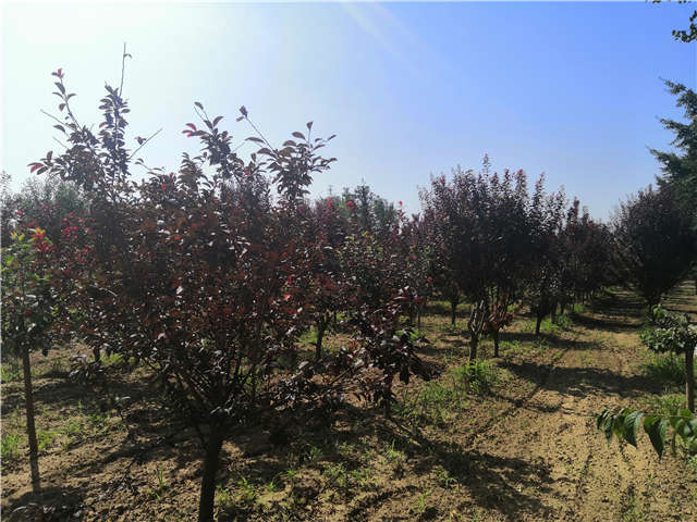 沭陽長景園林太陽李種植基地實拍圖片