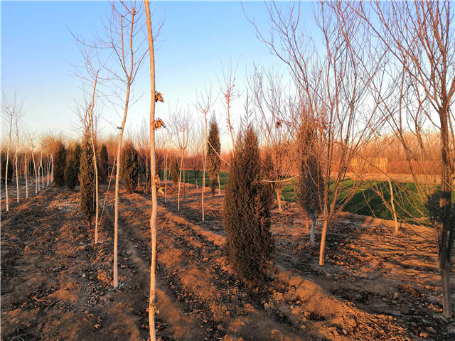 沭陽(yáng)長(zhǎng)景園林北京檜種植基地實(shí)拍圖片