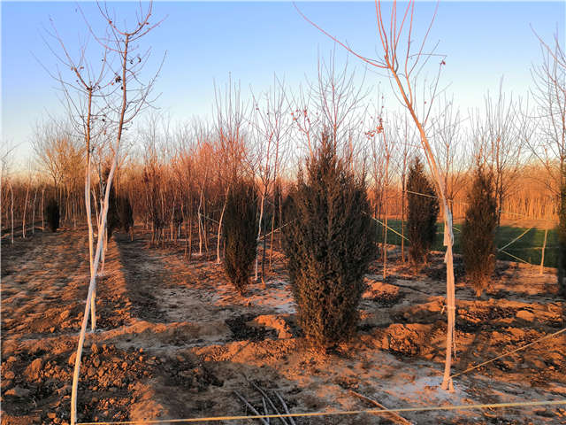 沭陽(yáng)長(zhǎng)景園林北京檜種植基地實(shí)拍圖片
