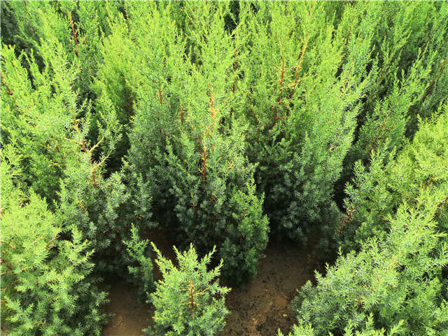 沭陽(yáng)長(zhǎng)景園林北京檜種植基地實(shí)拍圖片