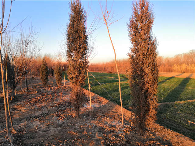 沭陽(yáng)長(zhǎng)景園林北京檜種植基地實(shí)拍圖片