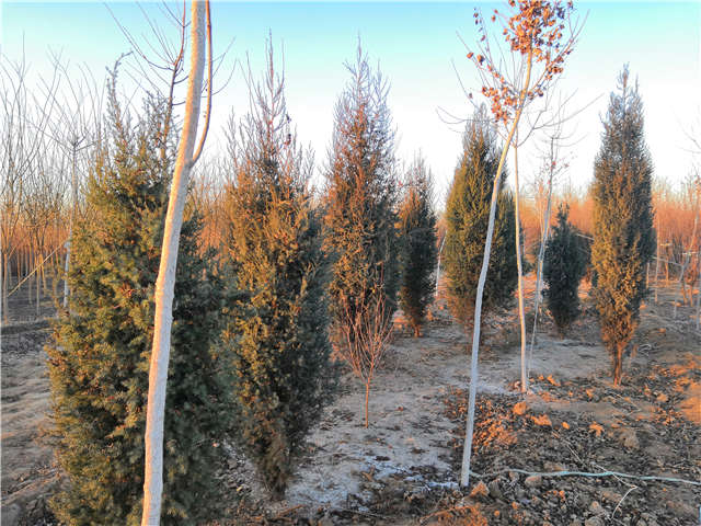 沭陽(yáng)長(zhǎng)景園林北京檜種植基地實(shí)拍圖片