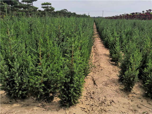 沭陽(yáng)長(zhǎng)景園林北京檜種植基地實(shí)拍圖片