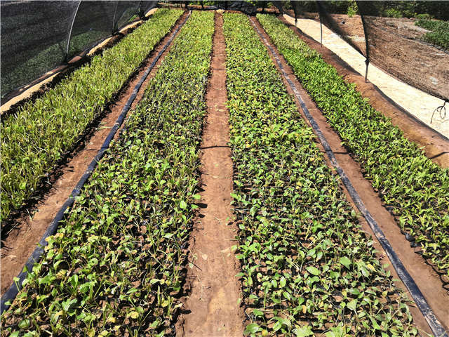 沭陽長(zhǎng)景園林玉簪種植基地實(shí)拍圖片