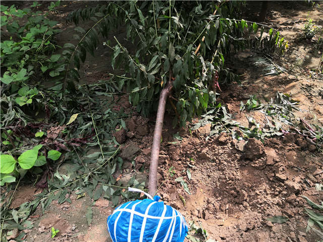 沭陽長景園林毛桃種植基地實拍圖片