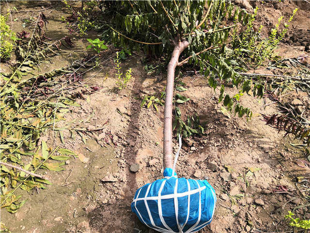 沭陽長景園林毛桃種植基地實拍圖片