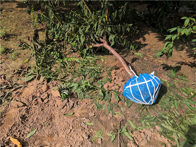 沭陽長景園林毛桃種植基地實拍圖片