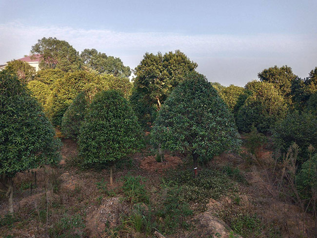 金桂樹(shù)苗價(jià)格行情