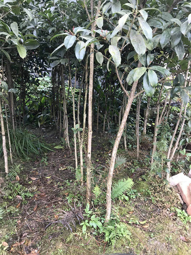 金桂樹(shù)苗價(jià)格行情，