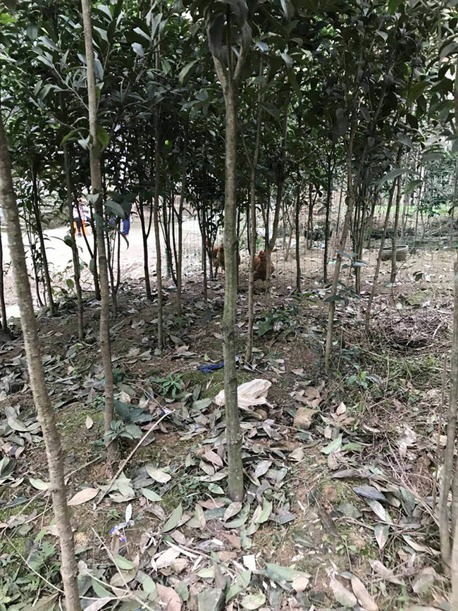 金桂樹(shù)苗價(jià)格行情