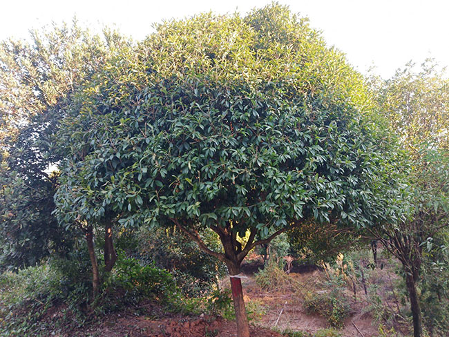 金桂樹(shù)苗價(jià)格行情