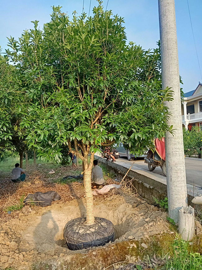 金桂樹(shù)苗價(jià)格行情