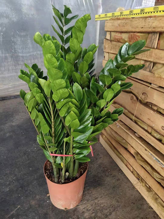 金錢樹價(jià)格多少錢一盆