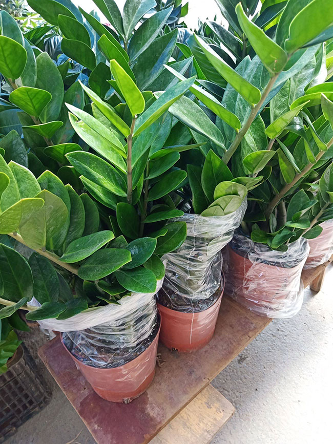 金錢樹價(jià)格多少錢一盆