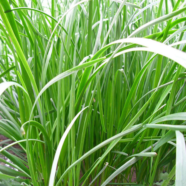 蘇丹草幾月份播種?蘇丹草種植技術(shù)和方法