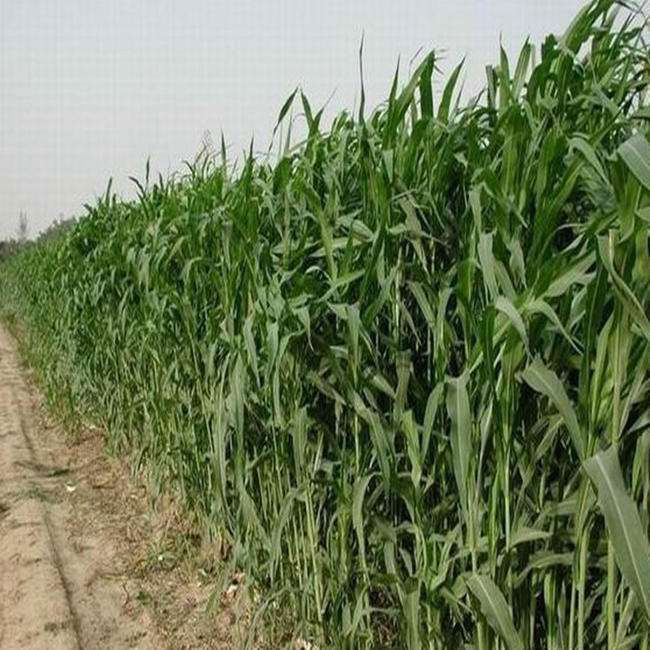 蘇丹草幾月份播種?蘇丹草種植技術(shù)和方法