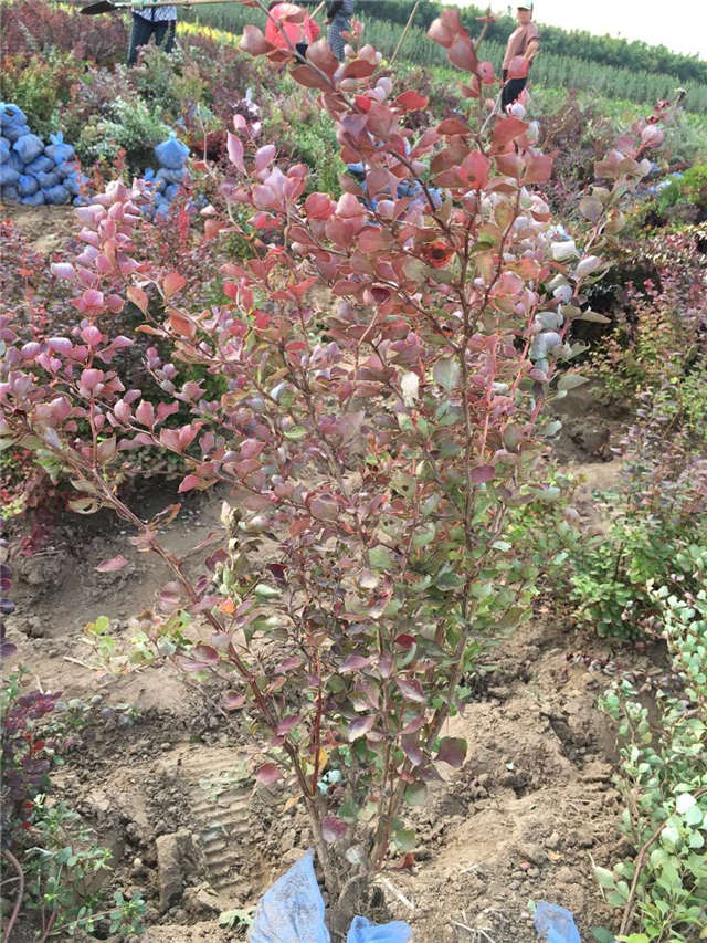 紫葉小檗照片種植基地實(shí)拍