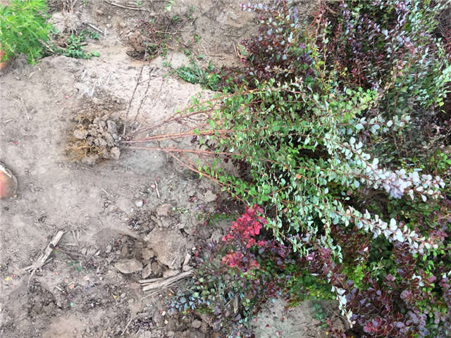 紫葉小檗照片種植基地實(shí)拍