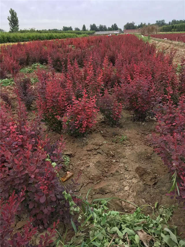 紫葉小檗照片種植基地實(shí)拍