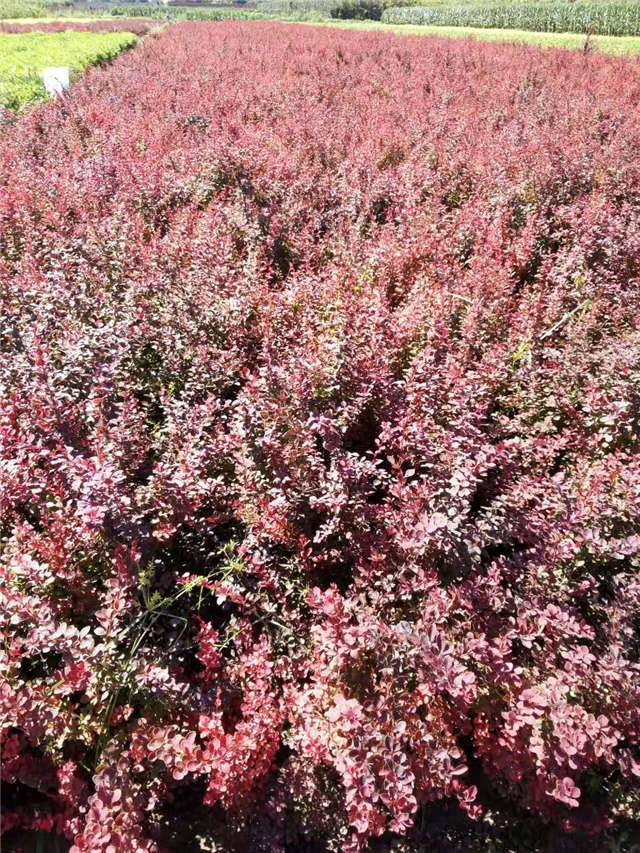紫葉小檗照片種植基地實(shí)拍