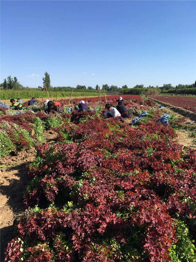 紫葉小檗照片種植基地實(shí)拍
