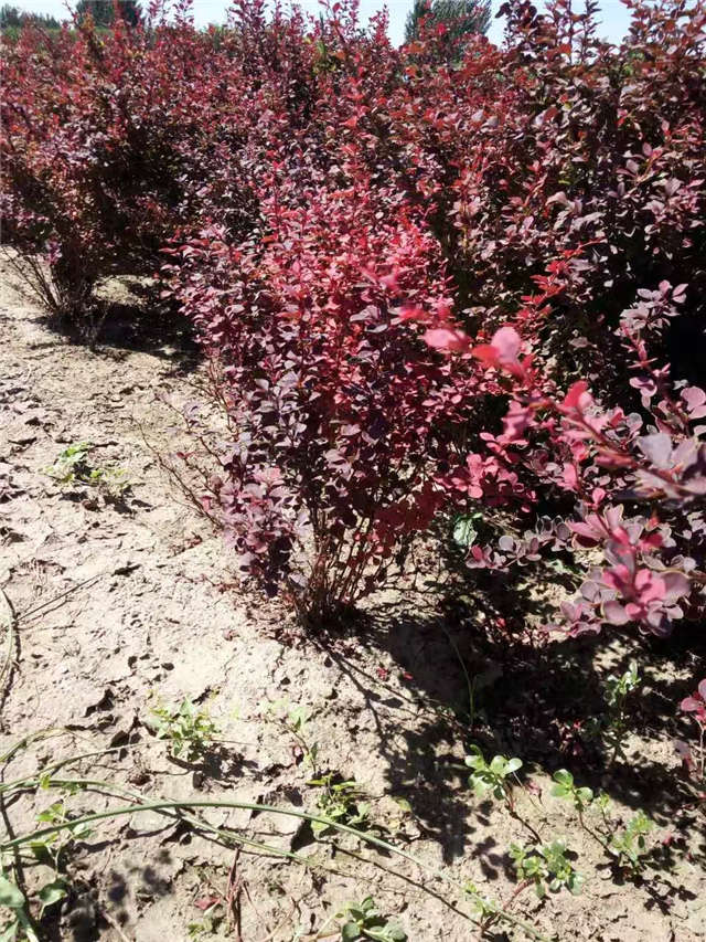 紫葉小檗照片種植基地實(shí)拍