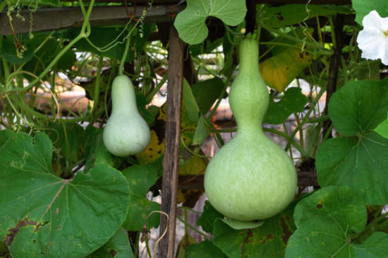 葫蘆葉子長斑發(fā)黃枯萎