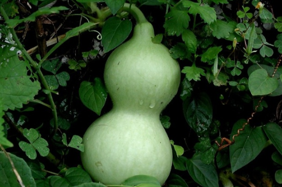 葫蘆葉子長斑發(fā)黃枯萎