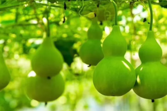 葫蘆葉子長斑發(fā)黃枯萎