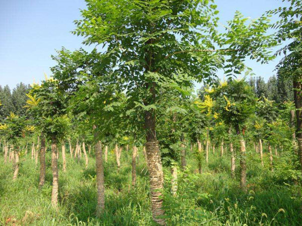 北欒基地實(shí)拍圖