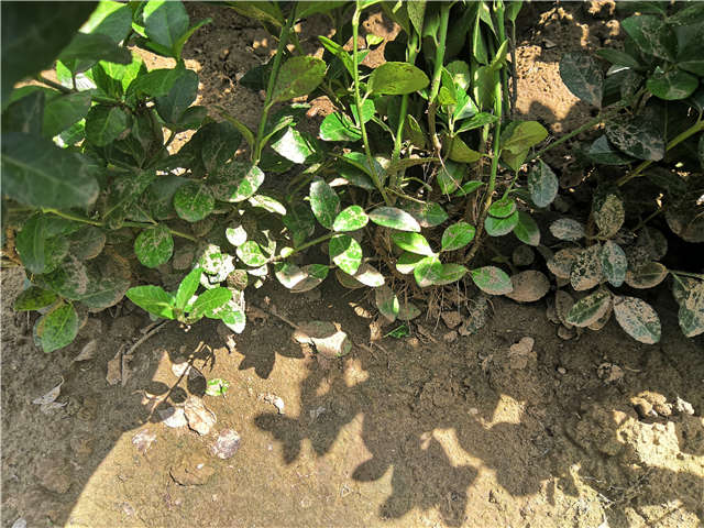 沭陽長景園林衛(wèi)矛種植基地實(shí)拍