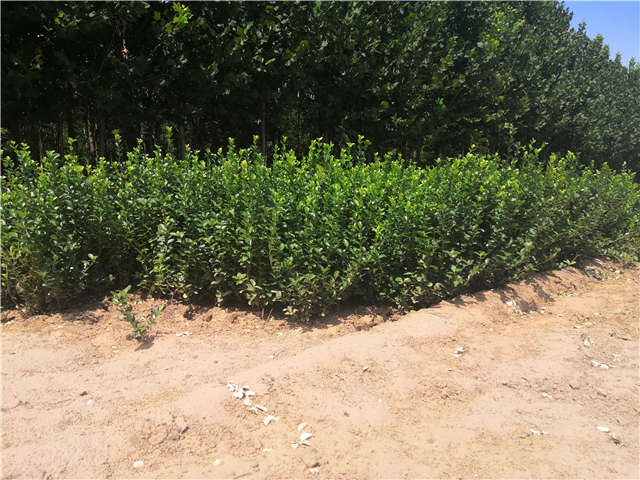 沭陽長景園林衛(wèi)矛種植基地實(shí)拍