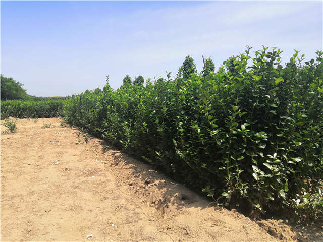 沭陽長景園林衛(wèi)矛種植基地實(shí)拍