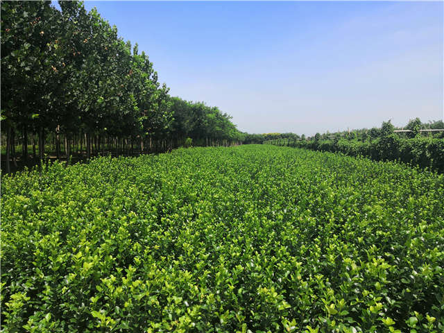 沭陽長景園林衛(wèi)矛種植基地實(shí)拍