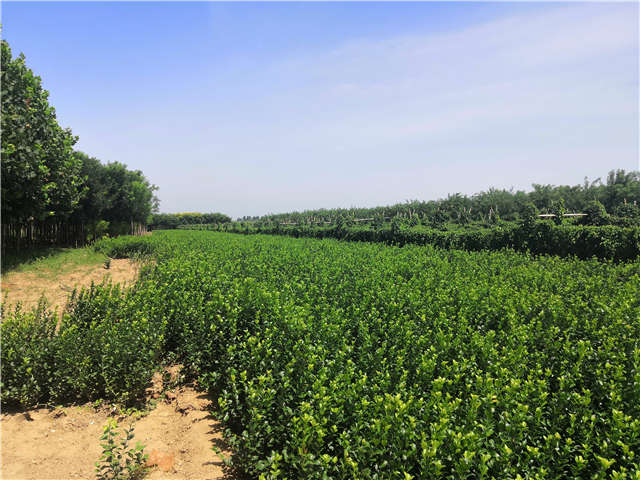 沭陽長景園林衛(wèi)矛種植基地實(shí)拍