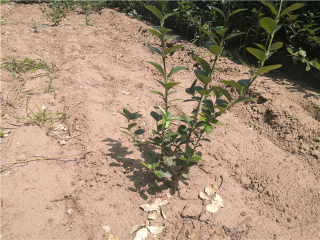 沭陽長景園林衛(wèi)矛種植基地實(shí)拍