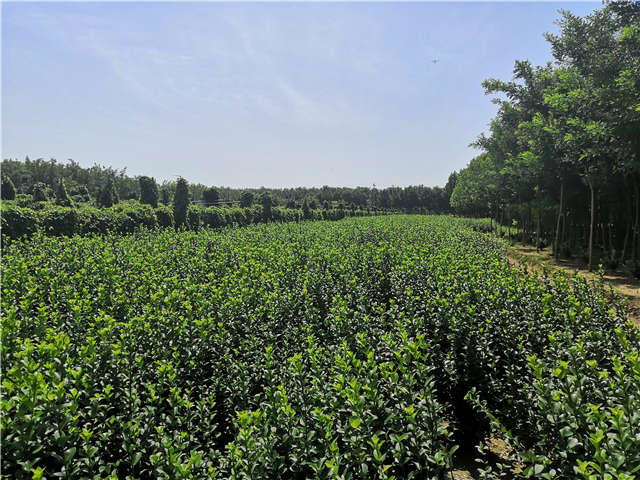 沭陽長景園林衛(wèi)矛種植基地實(shí)拍