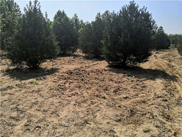 沭陽長景園林白皮松種植基地實拍圖片