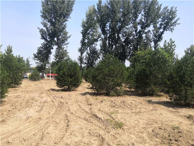 沭陽長景園林白皮松種植基地實拍圖片