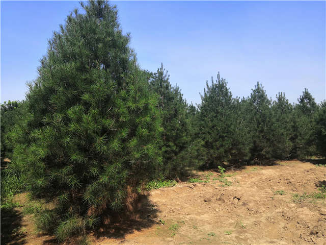 沭陽長景園林白皮松種植基地實拍圖片