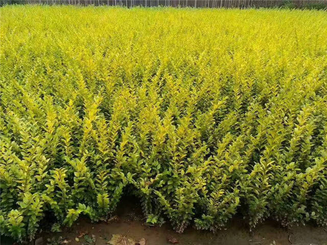 金葉女貞照片種植基地實(shí)拍