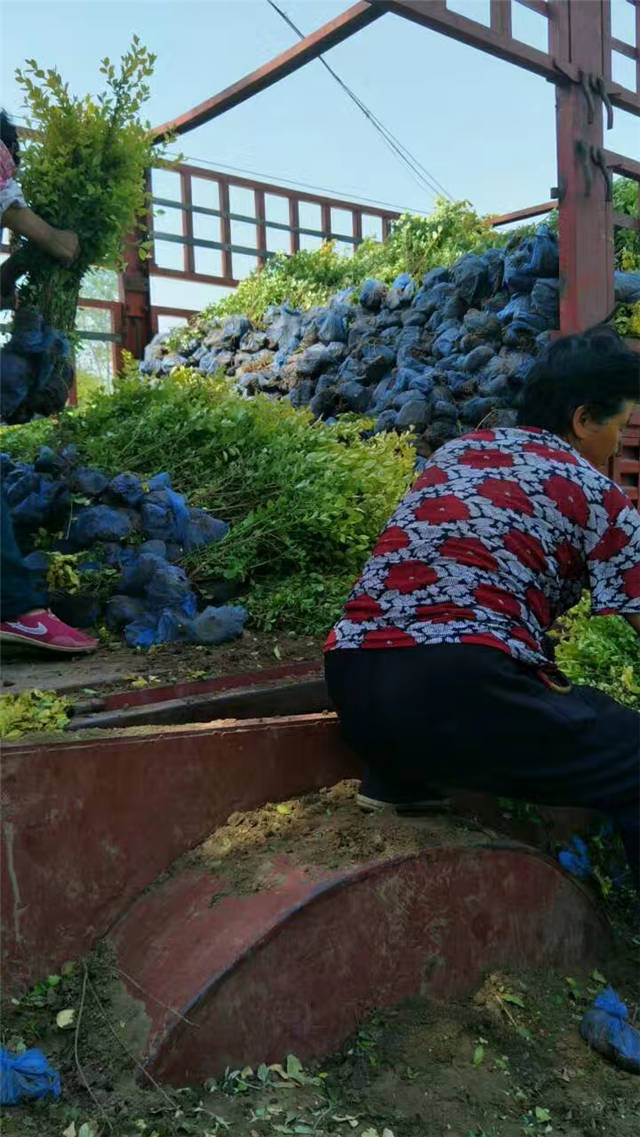 金葉女貞裝車現(xiàn)場照片