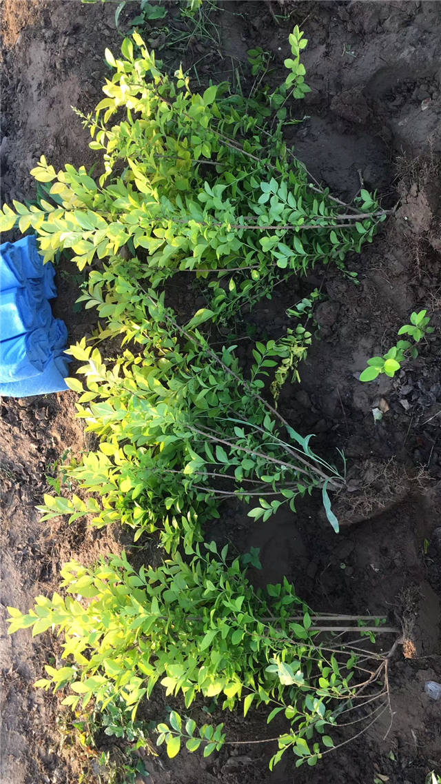 金葉女貞照片種植基地實(shí)拍