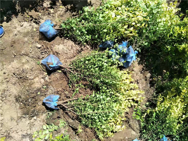 金葉女貞照片種植基地實(shí)拍