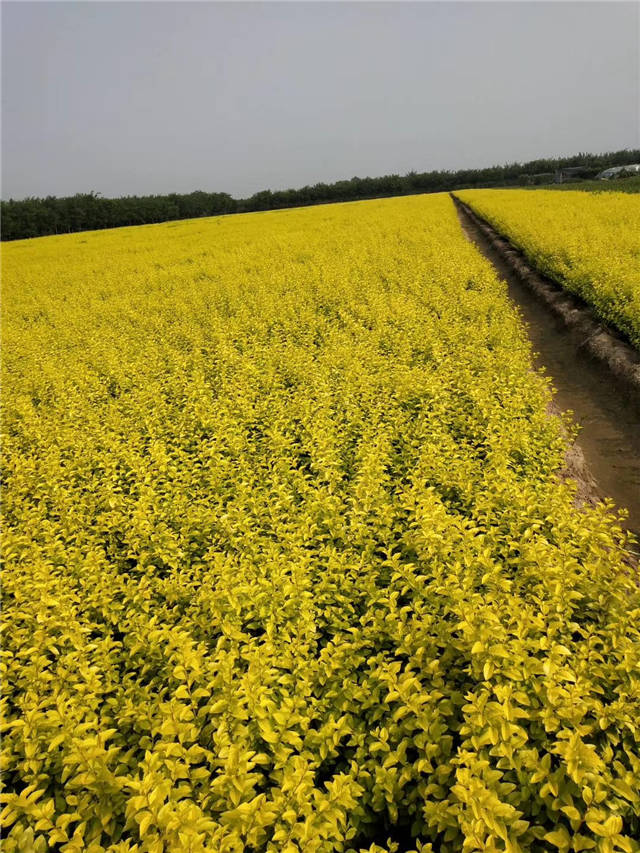 金葉女貞照片種植基地實(shí)拍