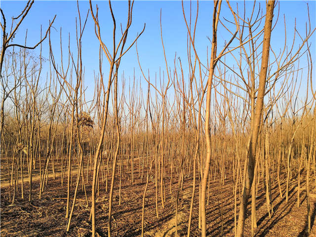 火炬樹照片種植基地實拍