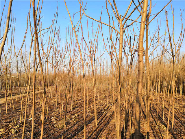 火炬樹照片種植基地實拍