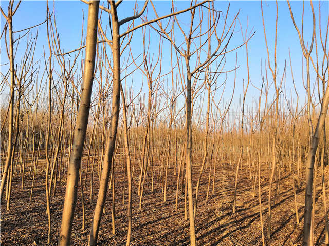 火炬樹照片種植基地實拍